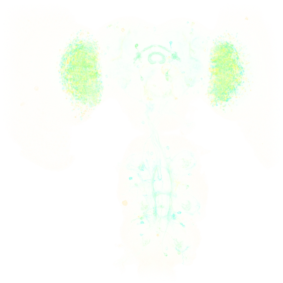 Confocal image of the Drosophila central nervous system: optic lobes on either side of the central brain, above the ventral nerve cord; tissue counterstain in grey, two neuronal markers in teal and amber