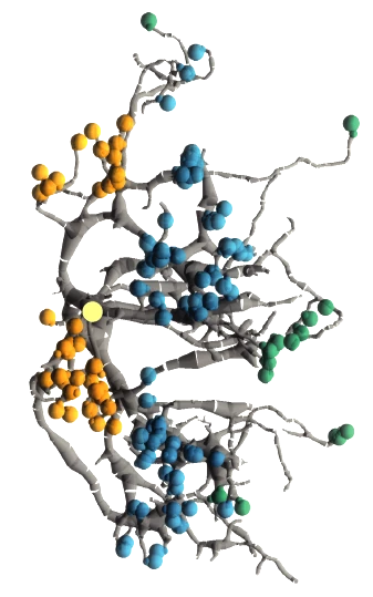 Three-dimensional reconstruction of a T4 neuron dendrite, with synaptic inputs marked as coloured spheres along its branches