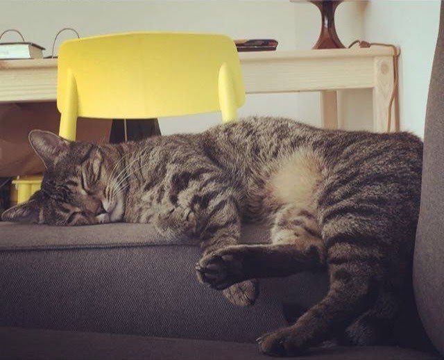 Lula, a tabby cat, asleep on the back of a sofa